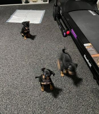 Beautiful toy miniature pinschers Puppies for sale